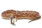 Young Cape Gopher Snake on white background ; Origin: California 