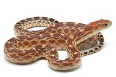 Young Cape Gopher Snake on white background ; Origin: California 