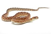 Young Cape Gopher Snake on white background ; Origin: California 