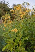 Cup plant in bloom in an organic garden