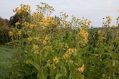 Cup plant in bloom in an organic garden