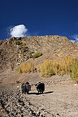 Yaks plowing na Zanskar Valley Lung India