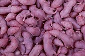 Mice serving as food for NAC