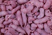 Mice serving as food for NAC