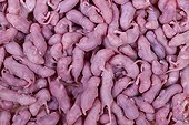 Mice serving as food for NAC