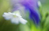 Stitchwort