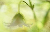 Stitchwort