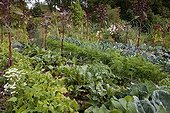 Vegetables in a flowered organic kitchen garden