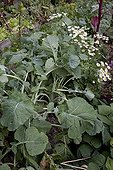 Rutabaga and chamomile in an organic kitchen garden