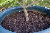 Pozzolana mulching on the foot of a shrub in pot