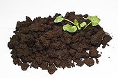 Humus rich ground and fig buttercup in studio