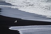 Gull on the beach of black sand Dyrhólaey Iceland 