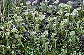 Cup lichens on a dead trunk