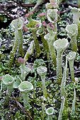 Cup lichens on a dead trunk