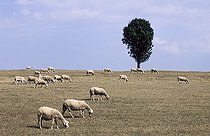 Brebis dans un pré durant une sécheresse ; Brebis de race Blanche du Massif Central pâturant sur prairie sèche, Auvergne, France