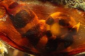 Young Brownbanded bambooshark in egg
