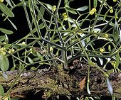 Mistletoe on a branch of apple tree