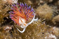 Cratena Nudibranch feeding on Hydrozoans, Cap de Creus, Costa Brava, Spain