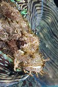 Tassled Scorpionfish, Alam Batu, Bali, Indonesia