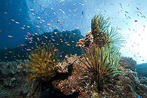 Crinoids in Coral Reef, Namena Marine Reserve, Fiji