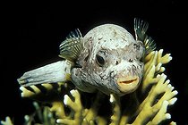 Blackspotted Puffer on Fire Coral, Marsa Alam, Red Sea, Egypt