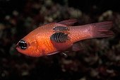 Isopod on Mediterranean Cardinalfish, Vis, Dalmatia, Adriatic Sea, Croatia