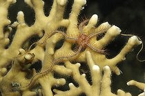 Brittle Star on Fire Coral, Marsa Alam, Red Sea, Egypt