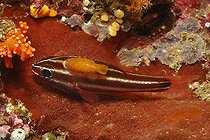 Apogon Isopode ; Isopod on Cardinalfish, Raja Ampat, West Papua, Indonesia