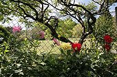 Dahlias in bloom in a garden