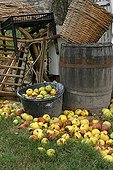 Harvest of apples in a garden