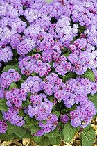 Flossflower 'Ariella Power Violet'