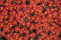 Red chrysanthemums 'Paulista Red', June