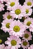 Chrysanthème à petites fleurs 'Pico Sancho'