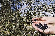 Harvesting black olives from olive tree
