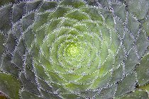 Flat-topped aeonium