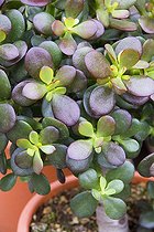 Plante jade ; Miniature money plant 'Minima'