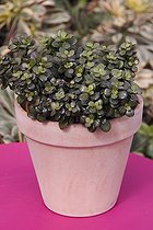 Plante jade ; Miniature money plant 'Minima'
