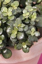 Plante jade ; Miniature money plant 'Minima'