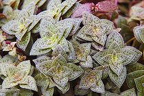 Campfire plant