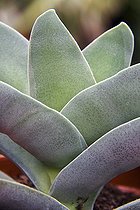 Propeller plant