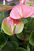 Flamingo flower 'Adios Kiss', October