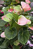 Flamingo flower 'Adios Kiss', October