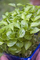 Watercress 'Sechuan', October