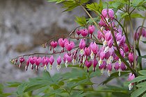 Bleeding heart , April