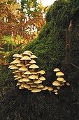 on a mossy stump Normandy France 