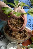 Preparing Cuttings of Mexican Orange Blossom 'Sundance' ; Pot Cutting in Sandy Soil (Step 3 of 4)