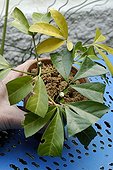 Preparing Cuttings of Mexican Orange Blossom 'Sundance' ; Placing 2 or 3 Cuttings Per Pot (Step 4 of 4)