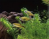 Silvertip tetras