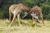 Masai giraffe male fighting in the Masai Mara NR Kenya
