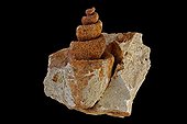 Fossil Gastropod Strombus Species Eocene  Vicenza Italy